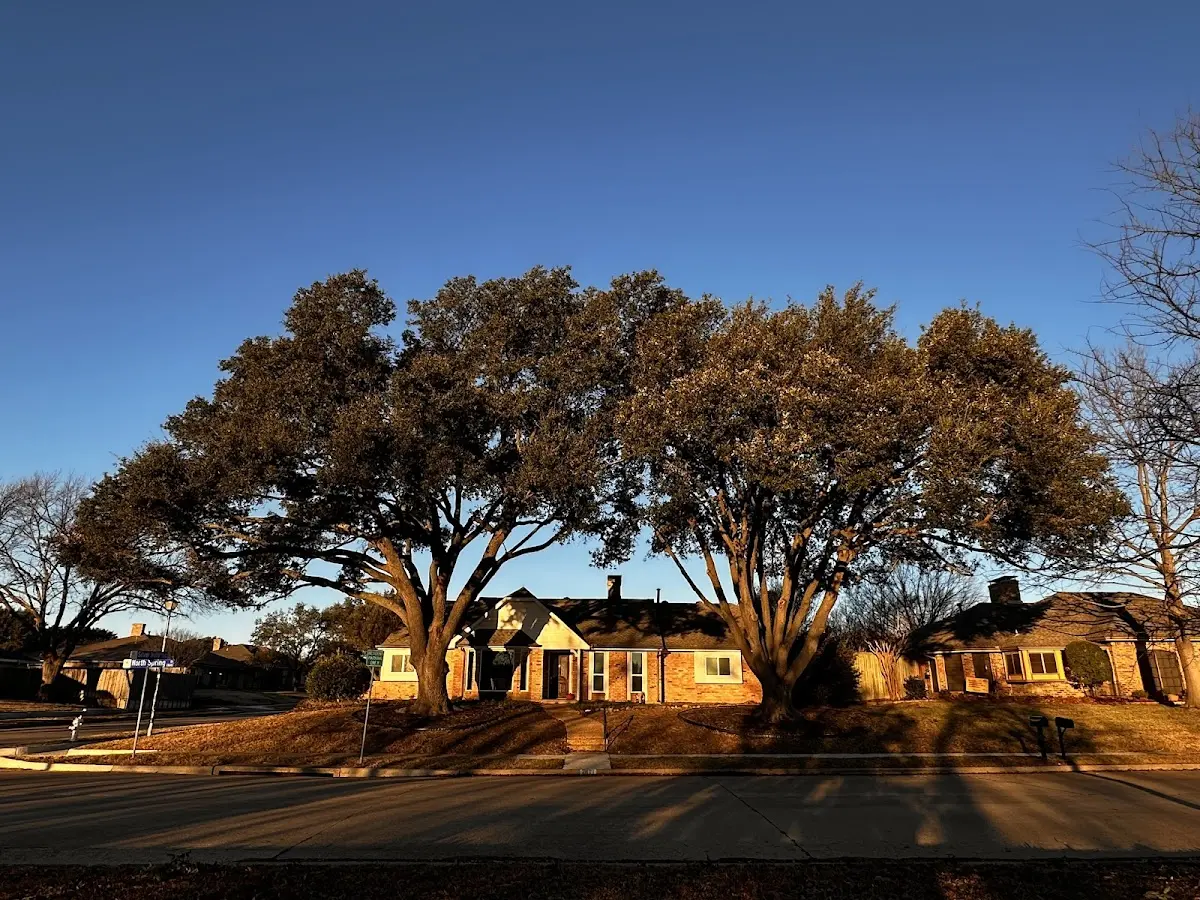 Established residential canopy tree shading a home in Nineveh